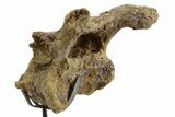 Hadrosaur (Edmontosaurus) Cervical Vertebra w/ Stand - Wyoming #377738-6